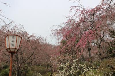 2012年　4月　春の京都　限りある贅を楽しむにはちょっと時期が早かった　秘密の花園-原谷苑の紅しだれ