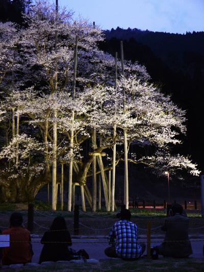 【日本三大桜】　満開の国指定天然記念物 「 根尾谷淡墨桜 」 を訪れて  2012年4月