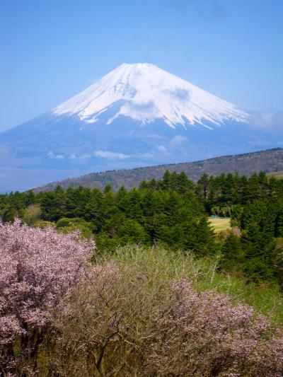 乙女桜と富士に見守られて春を歩く