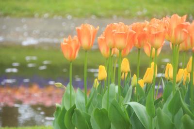 春満開♪チューリップを楽しむ in 昭和記念公園