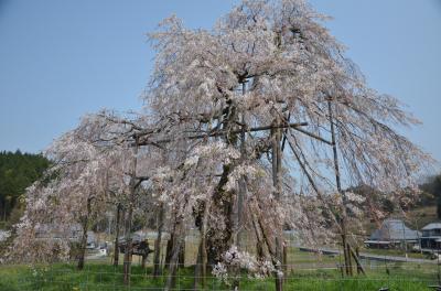 満開の桜と美術館、途中下車は畑の枝垂れ桜 in Siga