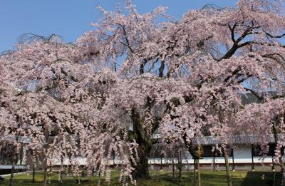 醍醐寺の桜