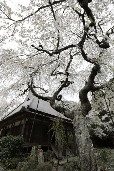 西光寺・大野寺 ~奈良:宇陀の桜巡り 2012 Part3~