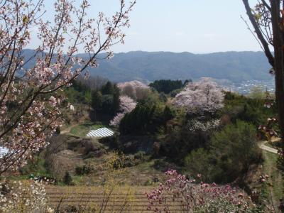 満開の花の里山