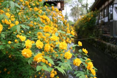 雨で諦めた松尾大社の山吹へ！