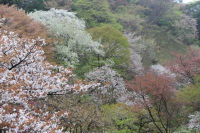 森林総合研究所多摩森林科学園 のサクラ保存林/里山に咲き乱れるサクラの数々