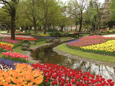 昭和記念公園　満開＾＾チューリップ