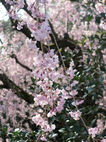 二条城 桜の園（京都府・京都市）