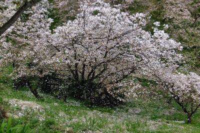 桜舞い散る多摩森林科学園で遅咲きの桜チェック