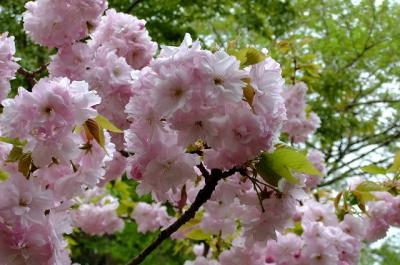 多摩森林科学園の遅咲きの桜（本日綺麗に？撮れた分）