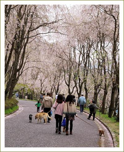 Solitary Journey［1032］春色輝く高原、枝垂れ桜並木がきれいでした。＜春のお花観賞日記♪世羅甲山ふれあいの里＞広島県世羅町