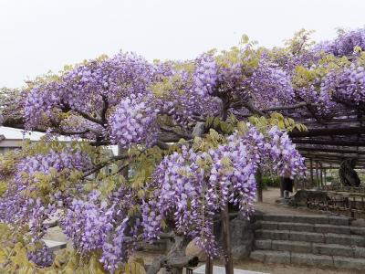 津島神社＆天王川公園