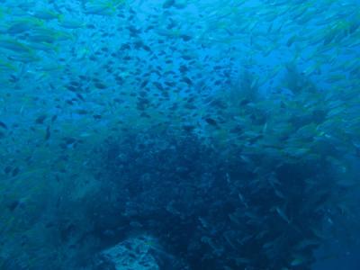 マイルに感謝！ビジネスクラスでバンコクへ、タイのタオ島その1