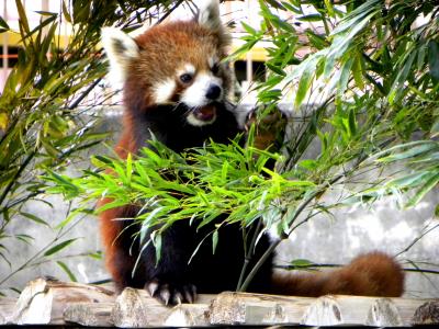 春のレッサーパンダ紀行【５】　みさき公園　大人パンダの集う公園 海外出張帰りのリフレッシュに・・・