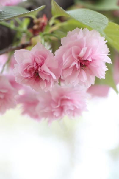 大阪造幣局 桜の通り抜け 2012