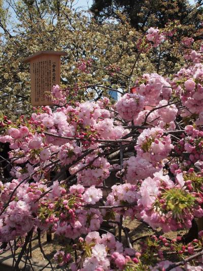 2012年春の旅　in 京都・奈良・大阪　その５～造幣局の通り抜け～