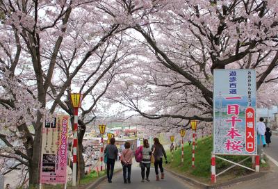 ちゃむたのちょこっとおでかけ～おとなり宮城へ桜を見に行こう～♪①大河原町『おおがわら桜まつり』