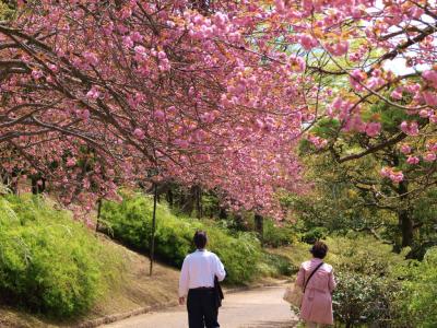 万博記念公園　２０１２　春　日本庭園−２