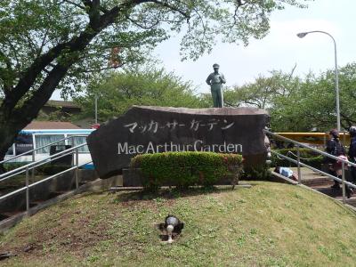 厚木基地　桜祭りに行ってきました