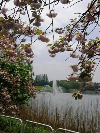 ＧＷ一日目　久喜菖蒲公園で八重桜や野草を楽しむ