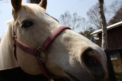 ノーザンホースパーク2012'4