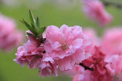 南信州・阿智村からの遅い春と星空（駒つなぎの桜、花桃、天空の星空鑑賞）