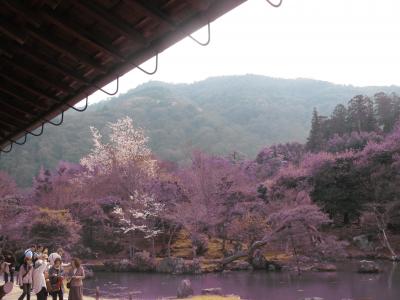 天龍寺の桜と京都吉兆嵐山本店