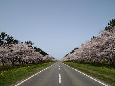 大潟村 桜と菜の花まつり&ミニＳＬに乗車！