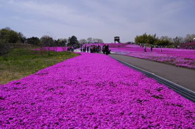 ２０１２年市貝町芝ざくら公園