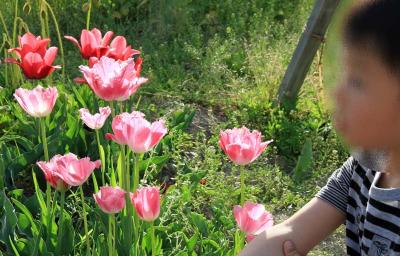 わが家の週末 - 100万本の季節の花々が飾る彩りの大地・大阪府堺市「ハーベストの丘」 編-