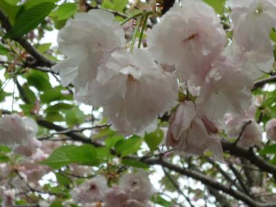 八重桜も　好きっ！　～青葉の森公園(千葉市)（2012.04.29）　