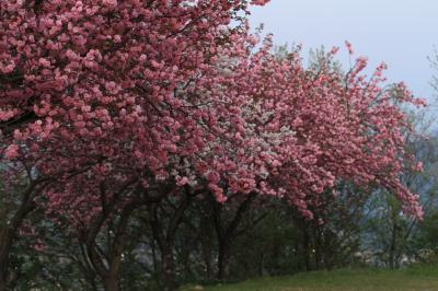 ◎ まだ残ってた恵那の桜と来来亭のラーメン