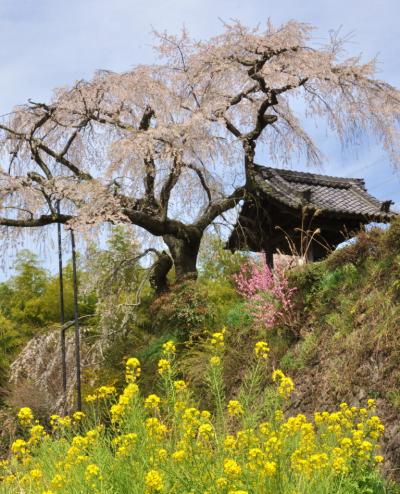 菜の花と桜のコラボを楽しもう　観音寺・地蔵禅院のほほん記