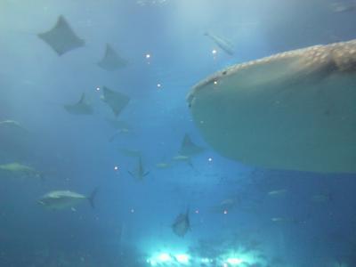沖縄本島レンタカーで横断の旅