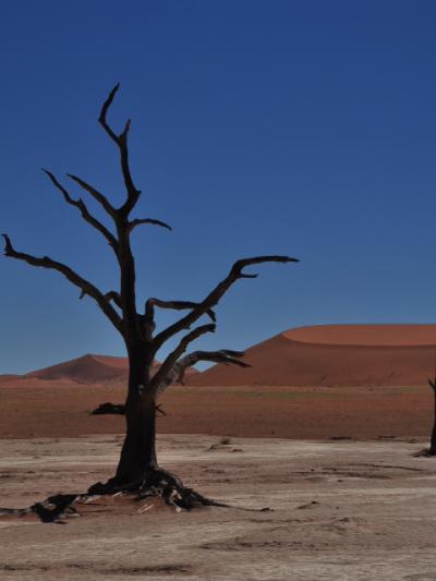 2012秋ナミブ砂漠～赤い砂、青い空、白い塩湖、黒いアカシアの木＠Namib Naukluft Lodge