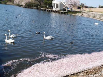 大池の白鳥と桜（新潟県村上市北新保）
