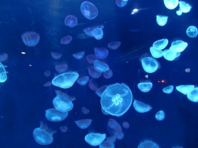 街の中の水族館♪