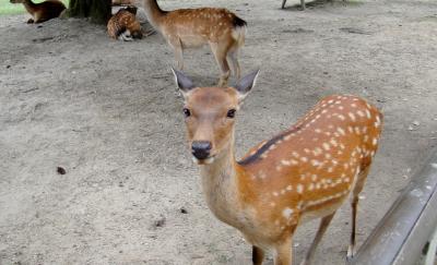 2011夏・青春18きっぷの旅【5】興福寺・東大寺・ならまち～作成中～