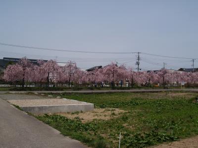 喜多方の枝垂れ桜並木（福島県）