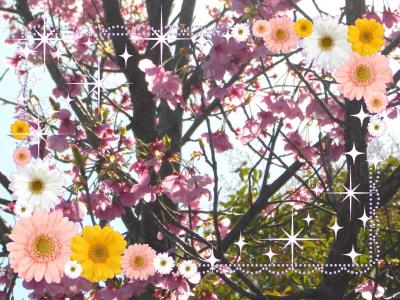 桜を求めて in 佐賀