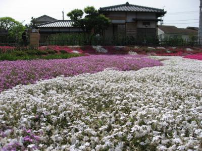 須和田の郭沫若記念公園　芝桜の頃