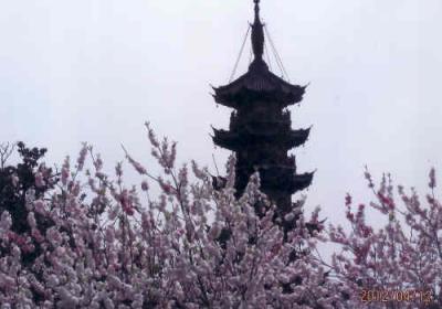 上海の龍華西路・龍華烈士陵園・八重桜