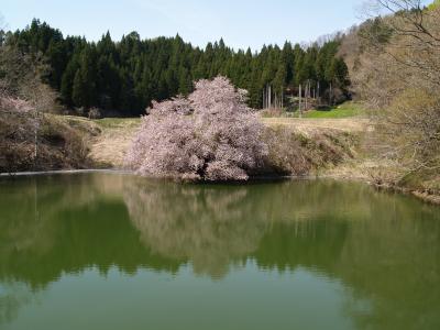 鏡桜（福島県喜多方市山都町沼ノ平）