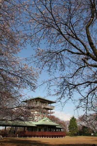 生田緑地・升形山展望台で桜見物＆散策