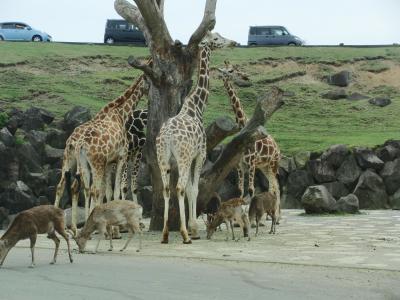 ゴールデンウィークに行く初めての安心院アフリカンサファリ