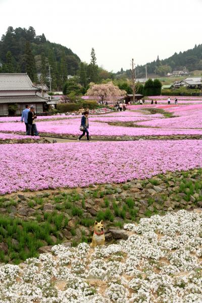 見ごろの芝桜、三田市の「花のじゅうたん」　永澤寺のボタンも綺麗でした。