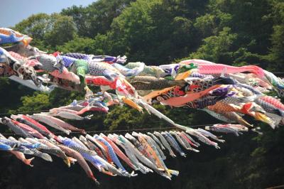 神奈川県をウロウロ…=①泳げ鯉のぼり相模川=