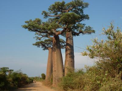 マダガスカルの旅、アンタナナリボ編