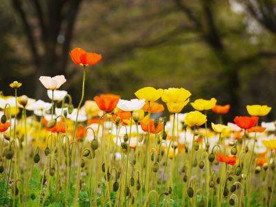 昭和記念公園ファン倶楽部・ピクニックオフ