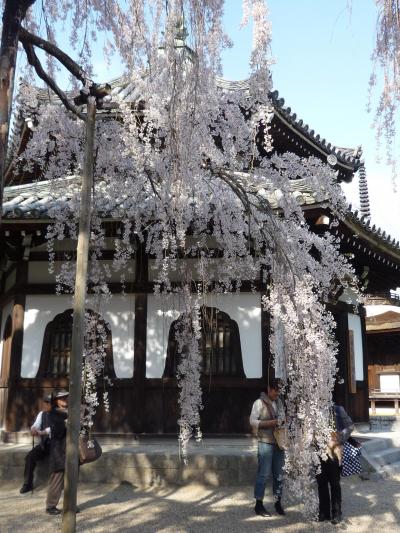 びっくりプレゼント！西宮からひとっ走り！京都長岡京のたけのこ御前と善峯寺の満開の枝垂れ桜、まるで桃源郷でした！！